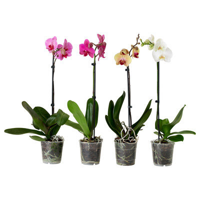 Orquidea Phalaenopsis