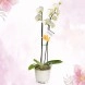 Orquídea Con Matera Para El Día De La Madre A Domicilio En Pereira Pedido Con Un Día De Anticipación 