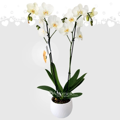 Orquídea En Matera A Domicilio En Barranquilla 