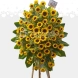 Arreglo Floral De Condolencias Con Girasoles A Domicilio En Manizales 