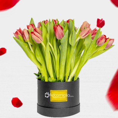 Tulipanes Para Amor Y Amistad A Domicilio En Medellín 
